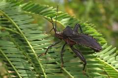 Pachylis argentinus