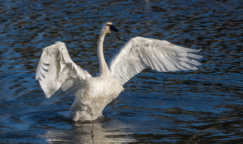 Cygne de Bewick