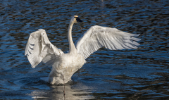 Tundra Swan photo 2