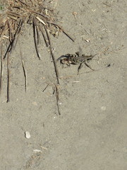 Melanoplus devastator