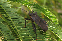 Pachylis argentinus