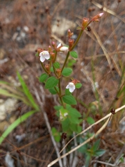 Appendicularia thymifolia