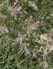 Myrtoideae