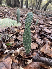 Opuntia lindheimeri