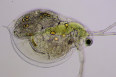 Daphnia parvula