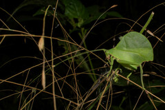 Typophyllum mortuifolium