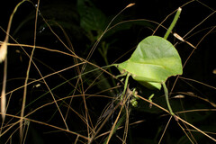 Typophyllum mortuifolium