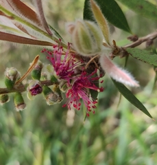 Myrtoideae