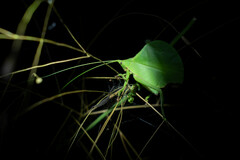 Typophyllum mortuifolium