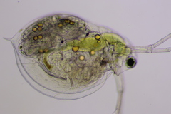 Daphnia parvula