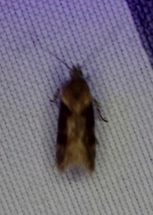 Chionodes mediofuscella