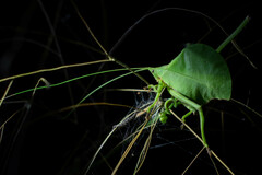 Typophyllum mortuifolium