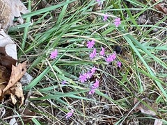 Phlox nivalis