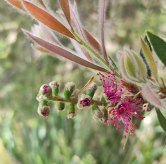 Myrtoideae