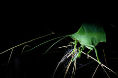 Typophyllum mortuifolium