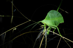 Typophyllum mortuifolium