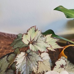 Begonia