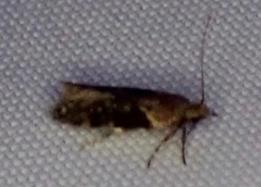 Chionodes mediofuscella