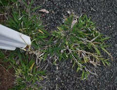 Urochloa mosambicensis