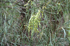 Acacia stenophylla