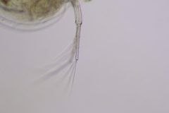 Daphnia parvula