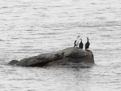 Phalacrocorax fuscescens