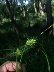 Carex louisianica