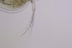 Daphnia parvula