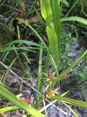 Carex louisianica