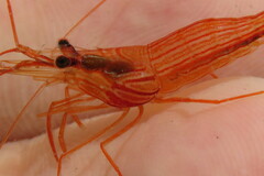 Parabopyrella mortenseni