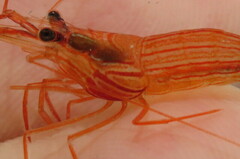 Parabopyrella mortenseni