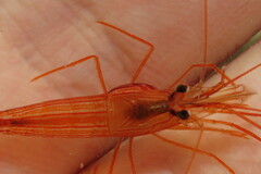 Parabopyrella mortenseni