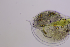 Daphnia parvula