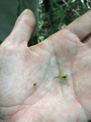 Carex louisianica