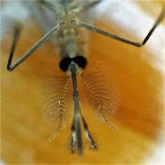 Culicinae