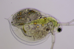 Daphnia parvula