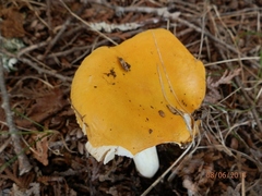 Russula ochroleucoides