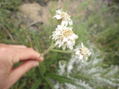 Holocheilus brasiliensis