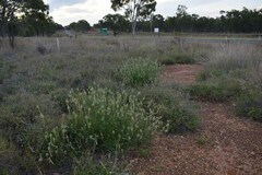Ptilotus polystachyus