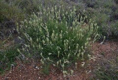 Ptilotus polystachyus