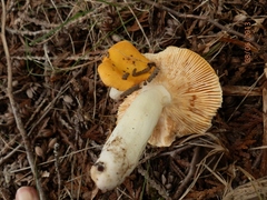 Russula ochroleucoides