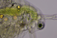 Daphnia parvula