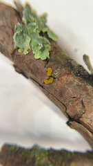 Dacrymyces