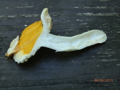 Russula ochroleucoides