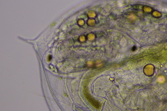 Daphnia parvula