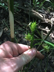 Carex louisianica