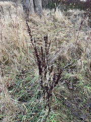 Rumex crispus