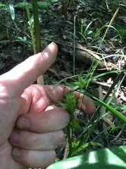 Carex louisianica