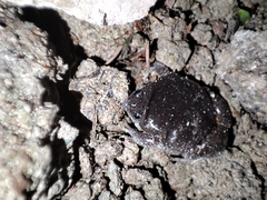 Elachistocleis pearsei