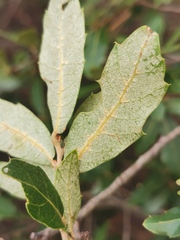 Quercus eduardii